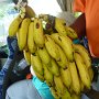 freshly picked banana stock, we all had one banana on the bus, it tasted very sweet very good, different from home as they are shipped so not as fresh